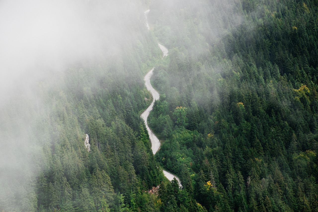 Reviving the Earth's Lungs: The Importance of Forest Conservation
